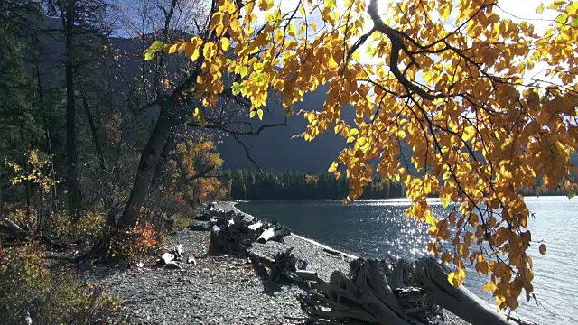 宽阔的镜头平静的山湖与金色叶子的树枝在前景。视频素材