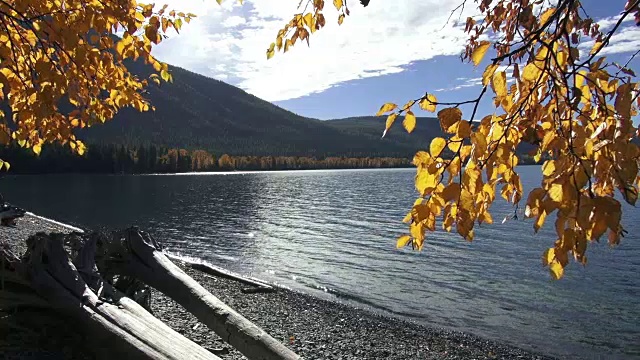 宽阔的镜头平静的山湖与金色叶子的树枝在前景。视频素材