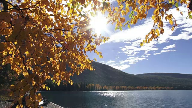 宽阔的镜头平静的山湖与金色叶子的树枝在前景。视频素材