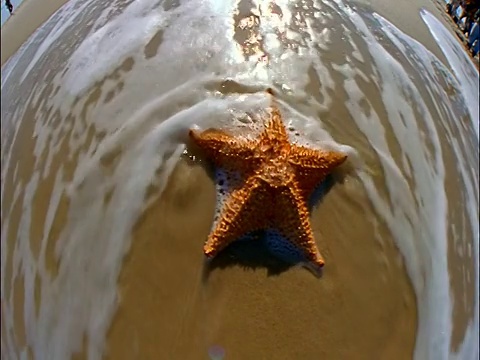 鱼眼缩小+放大海星在潮湿的沙滩上/水溅在上面视频素材