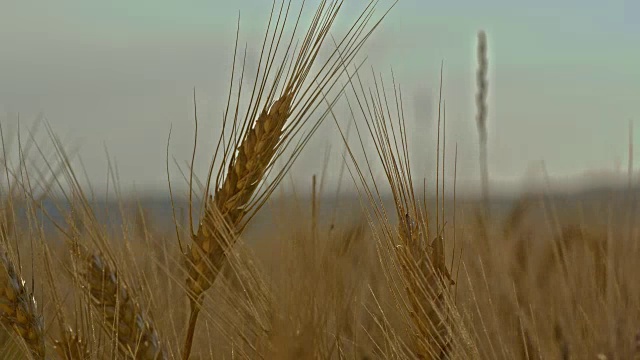 麦田里的小麦穗视频素材