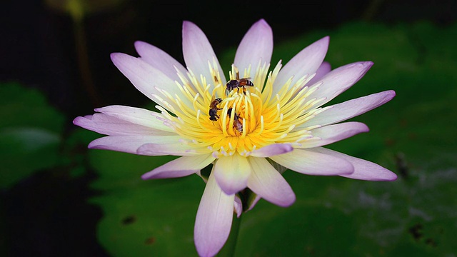 荷花和蜜蜂视频素材