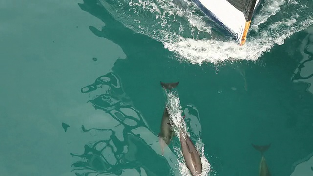 海豚和船一起旅行视频素材