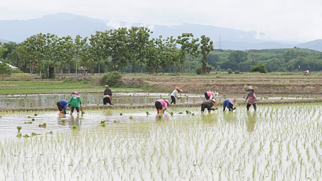 2015年6月20日，泰国南部，泰国农民在泰国北部南部省使用手扶拖拉机种植水稻。视频下载