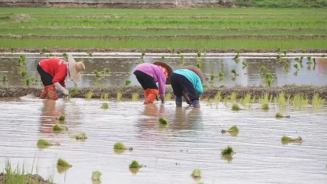 2015年6月20日，泰国南部，泰国农民在泰国北部南部省使用手扶拖拉机种植水稻。视频下载