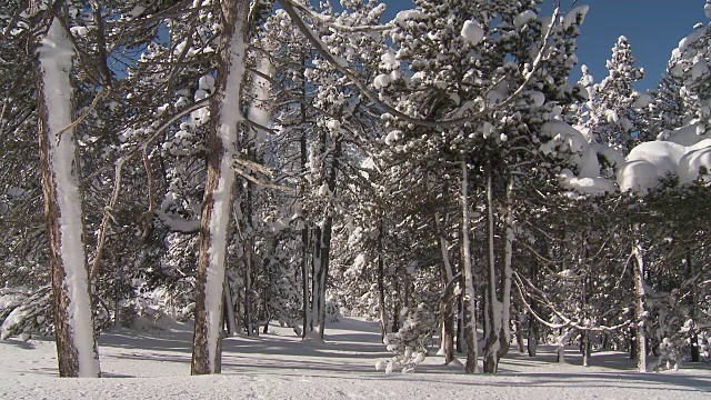 从树上飘落的雪视频素材