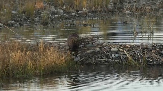 美国海狸(Castor canadensis)走在它的坝与树枝在它的嘴在日落视频素材