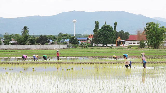 农民通过插秧种植水稻。视频素材