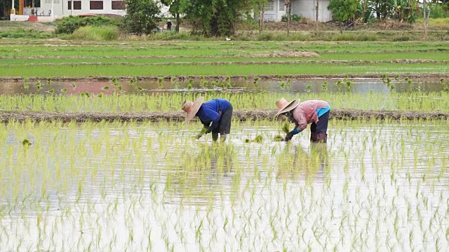 农民通过插秧种植水稻。视频下载