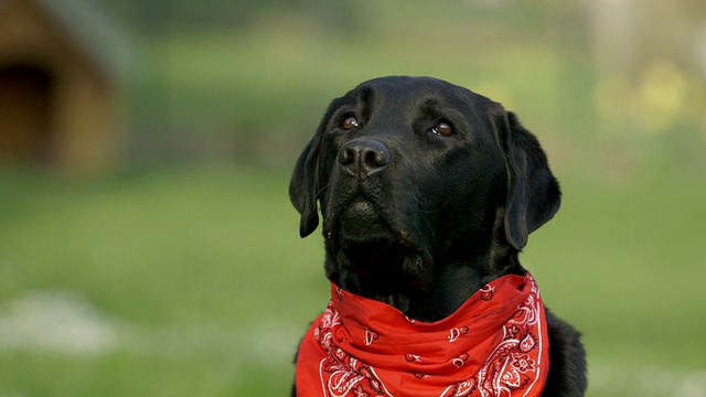 黑色拉布拉多猎犬的肖像与围巾视频下载