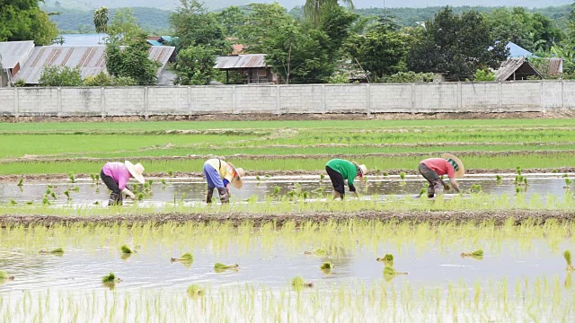 农民通过插秧种植水稻。视频下载