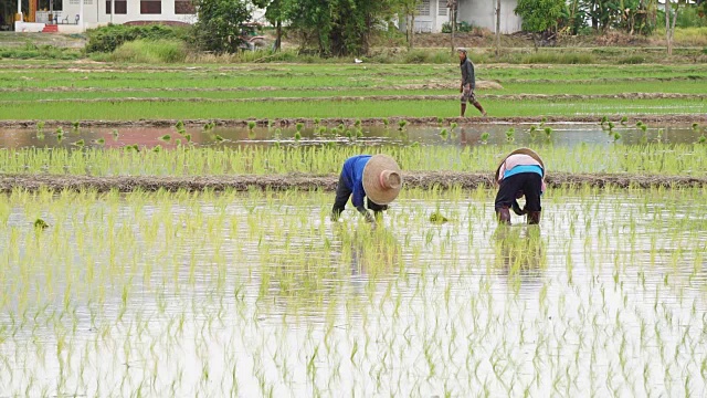 农民通过插秧种植水稻。视频素材