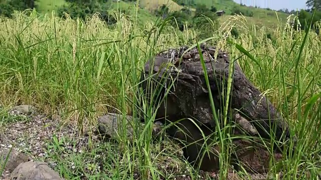 山上的稻田。视频素材