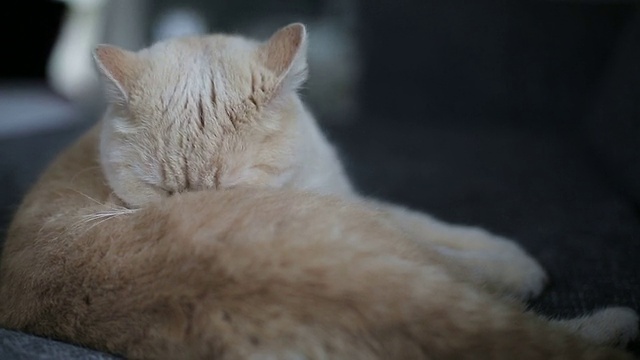 马车上的波斯猫视频素材