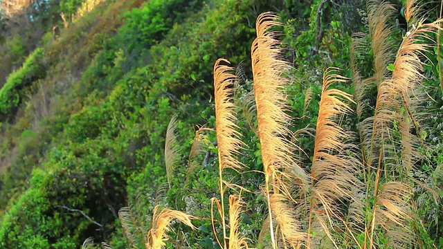 风把草吹到了山顶。视频素材