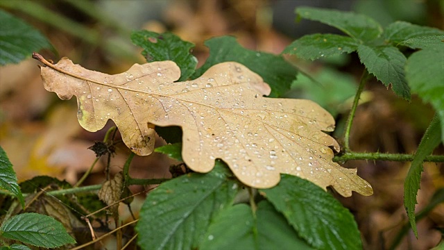 橡树叶在雨滴中。视频素材