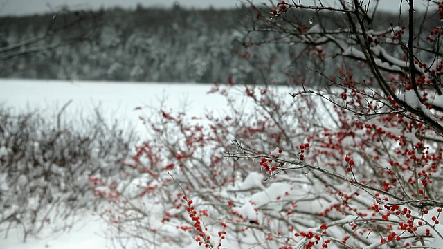 缀满浆果的树枝被雪包围着视频素材