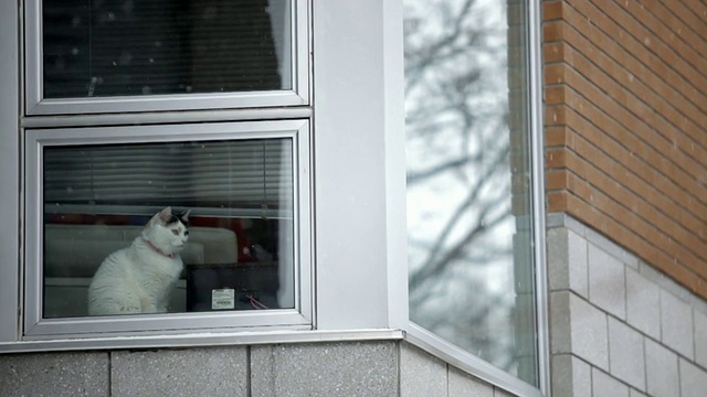 一只猫在窗户里看下雪视频素材