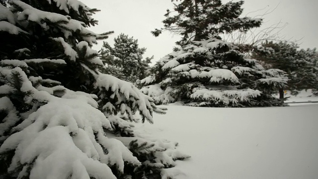 冷杉和雪视频素材