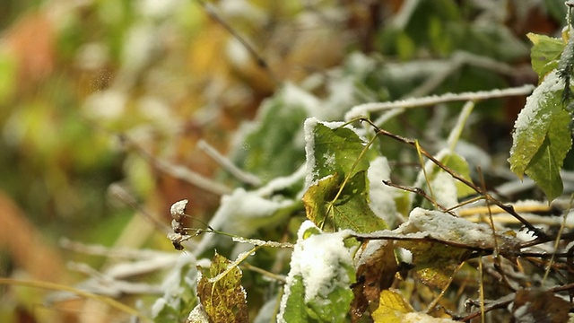 雪花落在树叶和树枝上视频素材