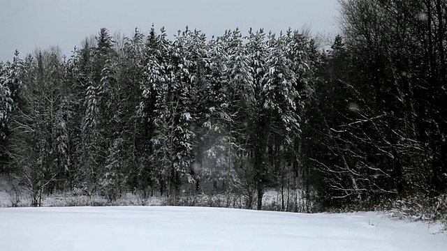 被森林包围的田野正在下雪视频素材