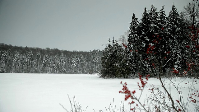 被森林包围的田野上正在下雪视频素材