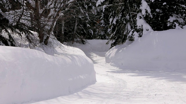 雪中小径森林中树木之间的小路/道路视频素材