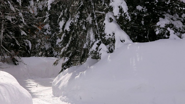 雪中小径森林中树木之间的小路/道路视频素材