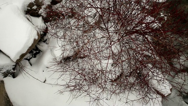 河边有雪和树枝视频素材