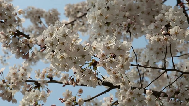 风花视频素材