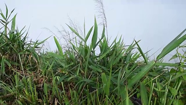 雾翻滚着流过许多人的山脉。视频素材