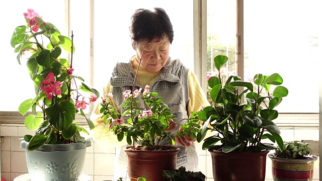 高级中国妇女修剪鲜花视频素材