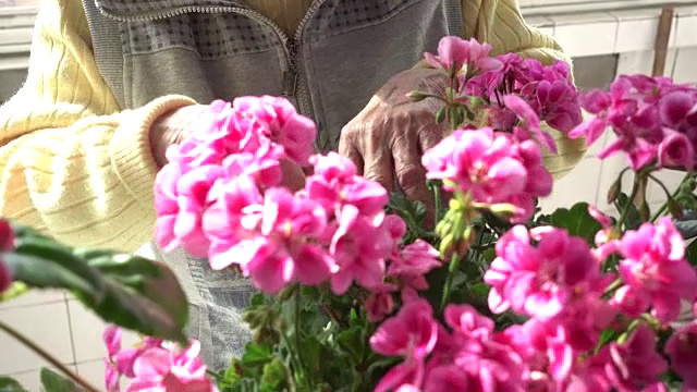 高级中国妇女修剪鲜花视频素材