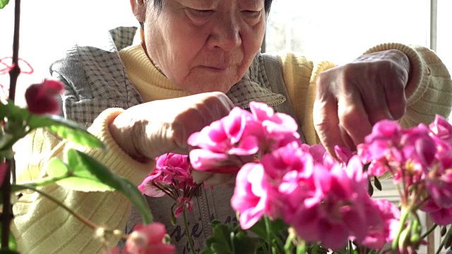 高级中国妇女修剪鲜花视频素材