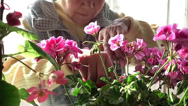 高级中国妇女修剪鲜花视频素材