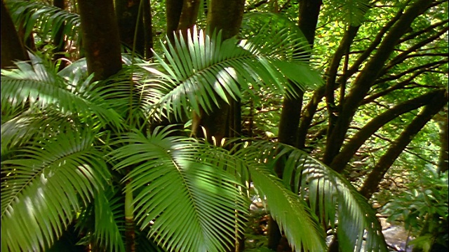 PAN绿色热带植物在森林/夏威夷视频素材