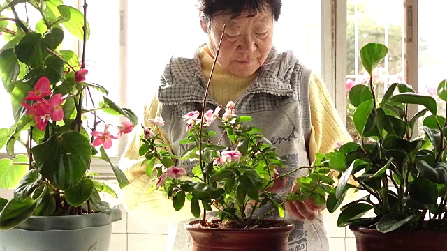 高级中国妇女修剪鲜花视频素材