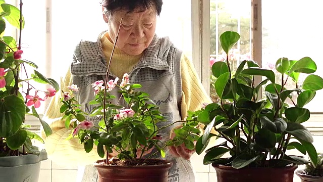 高级中国妇女修剪鲜花视频素材