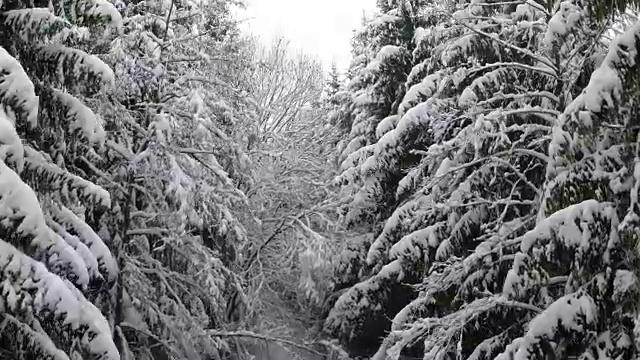 德国斯图加特，一条狗在积雪覆盖的森林中跟随一个拉着雪橇的人视频素材