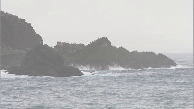 风景优美的象岛，在露头上看到海鸟视频素材