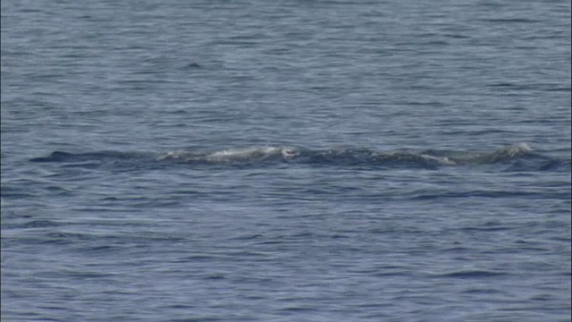 逆戟鲸(Orcinus orca)海面和潜水视频素材