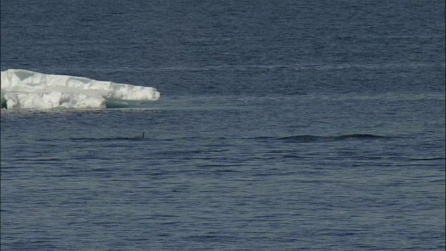 逆戟鲸(Orcinus orca)海面和潜水视频素材