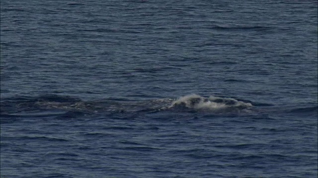 逆戟鲸(Orcinus orca)海面和潜水视频素材