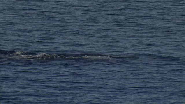 逆戟鲸(Orcinus orca)海面和潜水视频素材