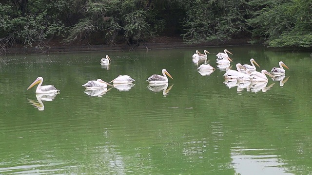 一群鹈鹕在湖里游泳视频素材