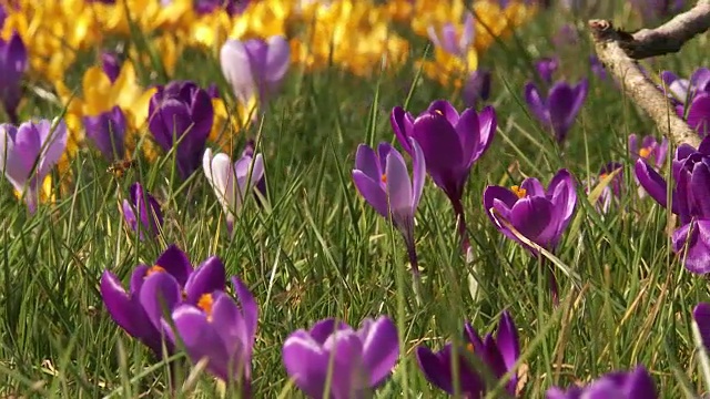 番红花2视频素材