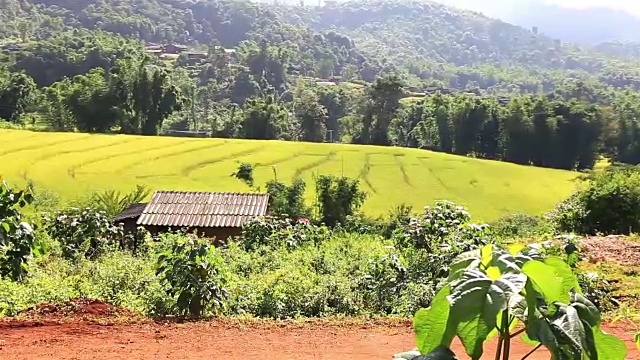 高清平移:自家种植在山上视频素材