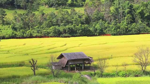 HD:自家种植在山上视频素材