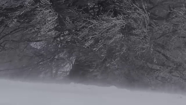 暴雪视频素材