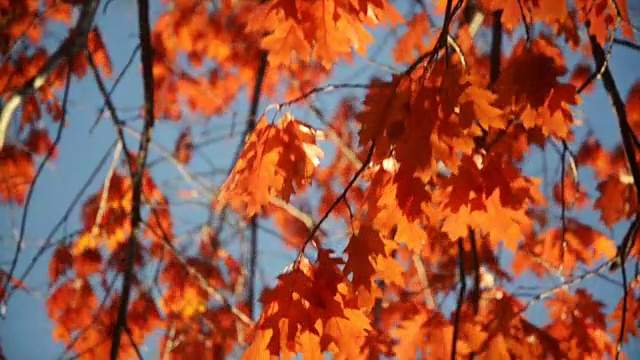 树在秋天视频素材